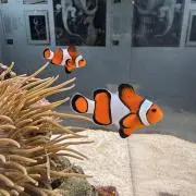 ももわんこの画像