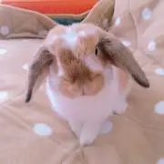 みかんの画像