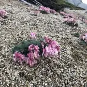 きこの画像