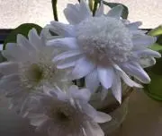 たくままの画像