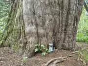 nattoumanの画像