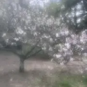 にの画像