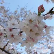 こぐまの画像