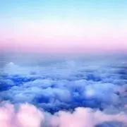 zelkovaの画像