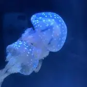 たまご