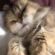 チョコモフの画像
