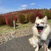 ママさんの画像