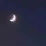 ぴぴの画像