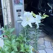 mikiの画像