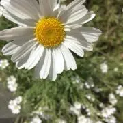 aruhiの画像