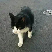 kudakeneko