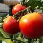 ミニトマトの画像