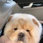 HAM