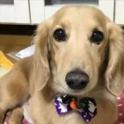 きぃの画像