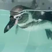 ガリミムス※コメント必須の画像