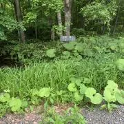 ゲソ