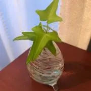 Lucia098の画像