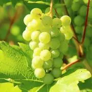 Grape