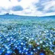 ももの画像