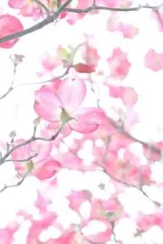 マル