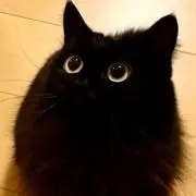 宗久