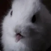 がーの画像