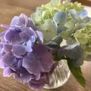 Piyoの画像
