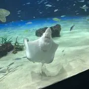 Emeの画像