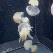 さくらの画像