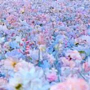 Y(プロフ必読)の画像