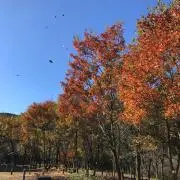 roroの画像
