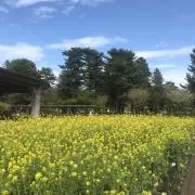 Sakiko