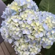 みゅーの画像