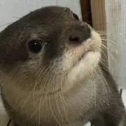 ✩.*˚N✩.*˚