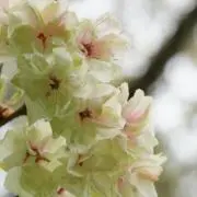 さくらの画像
