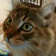 みか