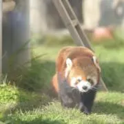 はやぶさ