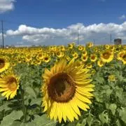 ひまわりの画像