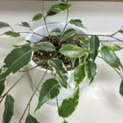 くるみの画像