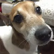 ここ