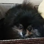 ようぽんの画像