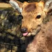 いちごの画像