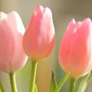 kaの画像