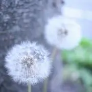 たんぽぽ