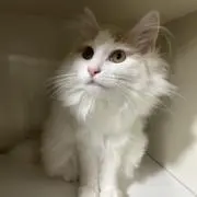 ひなの画像