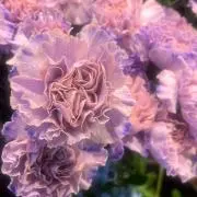 はじめ 即決〇ですの画像