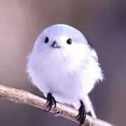 もぐもぐの画像