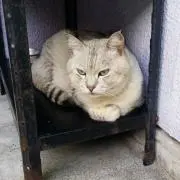 なな
