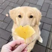 たまの画像