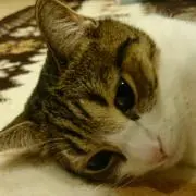まる